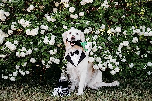 ZippyPaws Wedding Dog Toys - Wedding Ring Box Burrow, Gifts for Dog Couples, Fun Dog Engagement Toys for Photos, Rehearsals, After-Parties, and Wedding Gifts