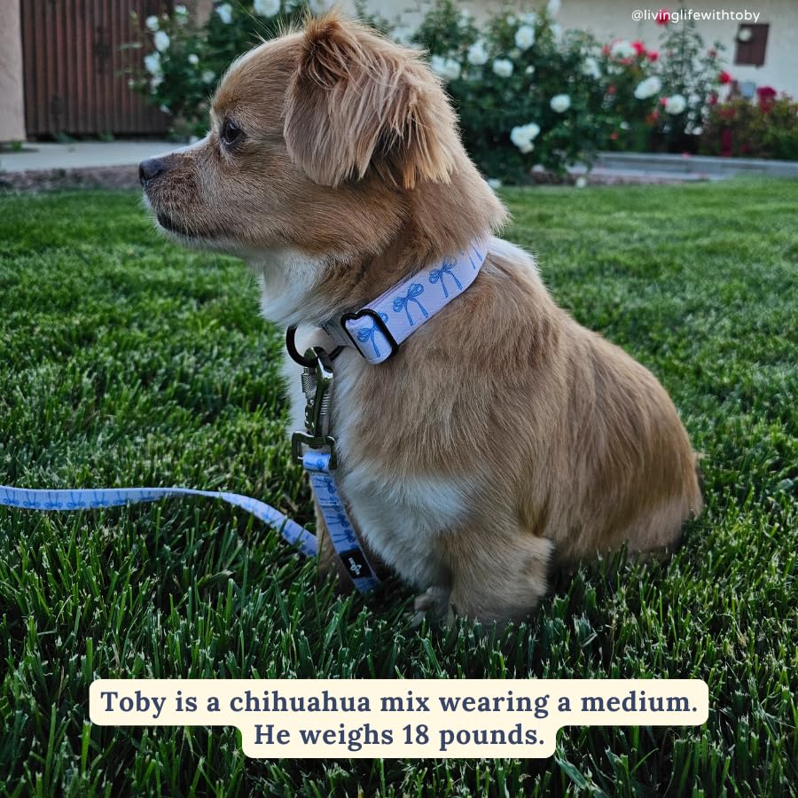 Lucy & Co. Dog Collar - Durable Lightweight Designer Collar for Pets - Adjustable Metal Safety Buckel - Small - White with Blue Bows - color: Bowwow Wow!, size: Small