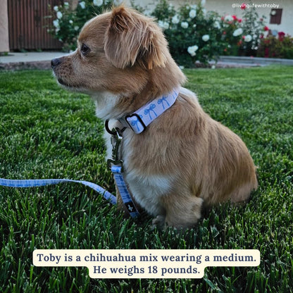 Lucy & Co. Dog Collar - Durable Lightweight Designer Collar for Pets - Adjustable Metal Safety Buckel - Small - White with Blue Bows - color: Bowwow Wow!, size: Small