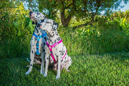 Reflective Adjustable Dog H Harness for Small to Medium Dogs; matching collar and leash available, Red - color: Red