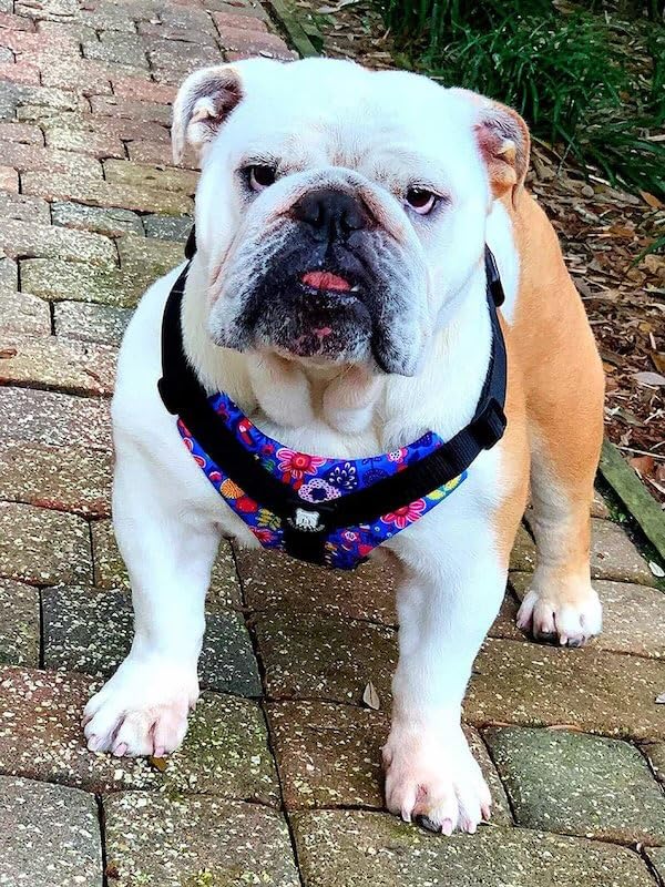 No-Pull Harness for English & French Bulldogs - Adjustable Wide-Chest Fit, Reflective Vest with Control Handle (Frisky Flowers, XL) - color: Frisky Flowers, size: XL