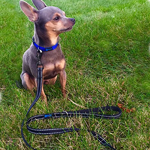 Max and Neo Small Dog Reflective Nylon Leash - Every Purchase Donates One, 4x5/8" (Blue) - color: BLUE, size: 4 FT x 5/8" Wide